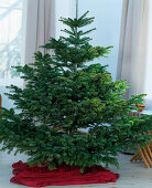 Christmas tree, Nordmann fir unadorned, Abies nordmanniana