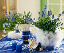 Muscari armeniacum (grape hyacinth), pot covered with feathers