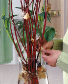 Arrange the tulip 'Abba' in the lantern 5. step