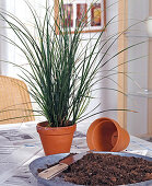 Propagation by dividing: Carex (Grass)