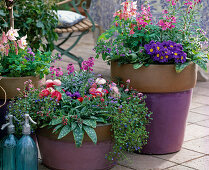 Spring flirt in purple pots, Aquilegia 'Spring Magic', Primula