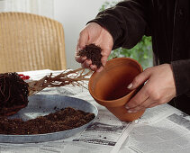 Attempt to save a fig tree