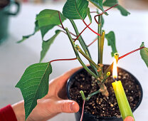 Weiterkultur von Euphorbia pulcherrima / Weihnachtsstern