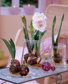 Decoration with amaryllis: Hippeastrum (amaryllis) arranged in glasses as table decoration