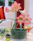Amaryllis flowers in glass with field horsetail as plug-in aid
