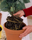 Repot of Anthurium