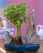 Pruning back indoor bonsai (3/3)