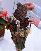 Hanging basket with poinsettia (1/3)
