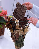 Hanging Basket mit Weihnachtsstern (1/3)