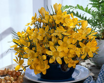 Crocus vernus in a special crocus pot