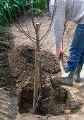 Planting an apple tree (5/10)