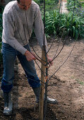 Planting an apple tree (7/10)