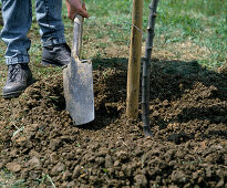 Planting an apple tree: 10/10