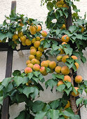 Apricots on the trellis