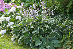 Hosta Hybride 'Francee' (Weißrand-Funkien) und Hydrangea