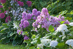 Phlox paniculata 'Eve Förster' (Flammenblume), Hydrangea macrophylla