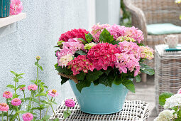 Hydrangea macrophylla (Hortensien) in tuerkiser Blechwanne