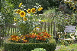 Sonnenblumen und Sonnenhut in Rundbeet mit Buchs-Hecke