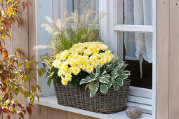 Chrysanthemum indicum (autumn chrysanthemum), Pennisetum