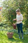 Woman at the apple harvest in the garden