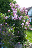 Rosa alba 'Great Maidens Blush' syn. 'Cuisse de Nymphe' (Historische Rose