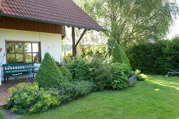 Terrace bed with Alchemilla mollis, Buxus