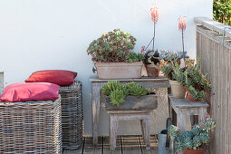 Succulents in fresh summer on the balcony