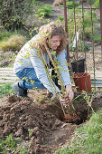 Planting climbing roses on rose arch