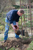 Planting climbing roses on rose arch