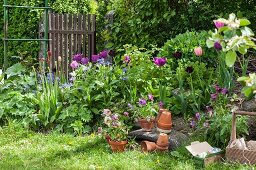 Tulips in flowerbed and terracotta pots in garden