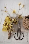 Flowering branches of witch hazel (Hamamelis), scissors and twine