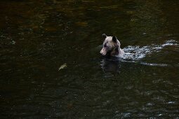 A grizzly bear catching a salmon in Glendale Cove, Canada