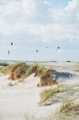 Kite surfers in St. Peter-Ording, North Sea, Schleswig-Holstein