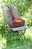 Basket of colourful zinnias and printed blanket on folding chair in garden