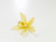 Vanilla blossom on a white background