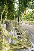 Tomato vines on the ECF Farm in Berlin, Germany