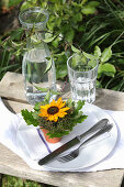 Sunflower in small terracotta pot decorating table