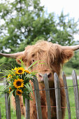 Bouquet of sunflowers on wooden fence in front of calf