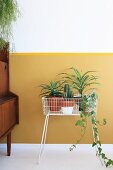Houseplants in white wire plant stand against yellow wall