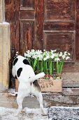 Hund riecht an mit Schneeglöckchen bepflanzter Kiste