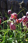 Flowering snake's head fritillaries in sunny flowerbed