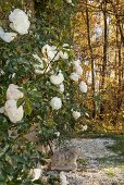 weiße Kletterrose und verwitterte Stein-Hasenfigur im Garten