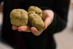 A hand holding white truffles in the Piedmont region of Italy