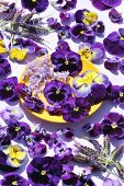 Pansies, lilac blossoms and lavender blossoms on a plate