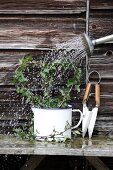 Watering heart-shaped ivy plant with a watering can