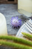 Field scabious flower on wooden table