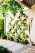 Sternjasmin (Trachelospermum jasminoides) in Rautenmuster verziert die Wand