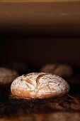 Rye-wheat bread in the oven - the bloom increases in size