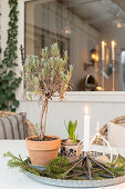 Wintry arrangement with lollipop lavender and candles