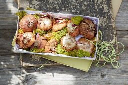 Card gift boxes, flower bulbs and moss